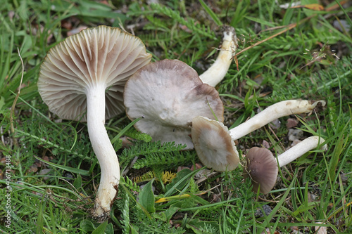 Cuphophyllus lacmus, known also as Hygrocybe lacmus, grey waxcap, wild mushroom from Finland