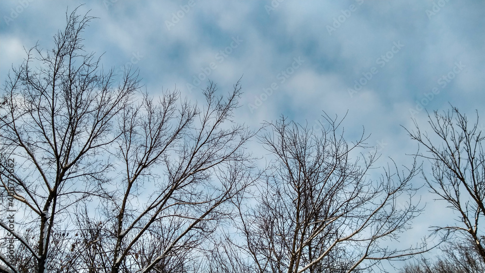 Leafless branches silhouette on blue sky background. White clouds. Sunny weather. Space for text. Leafless branches silhouette on blue sky background. White clouds. Sunny weather. Space for text.
