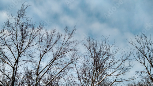 Leafless branches silhouette on blue sky background. White clouds. Sunny weather. Space for text. © TheoTheWizard