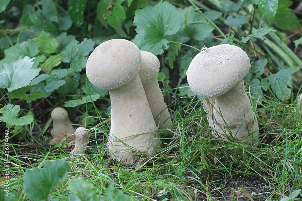 Handkea excipuliformis, known as the pestle puffball or long-stemmed puffball, wild mushrooms from Finland Handkea excipuliformis, known as the pestle puffball or long-stemmed puffball, wild mushrooms from Finland
