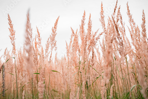 The reed is light, brown golden in color. Natural beautiful background of dead wood, herbs.Ecology problem concept. Against the gray sky.