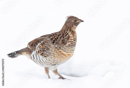 Ruffed grouse closeup isolated against a white background walking around in the winter snow in Ottawa, Canada	