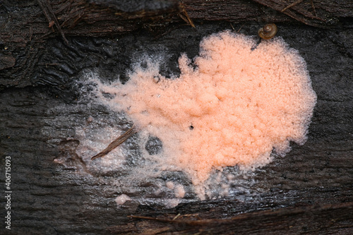 Dictydiaethalium plumbeum, a slime mold of the Order Liceales, no common english name photo