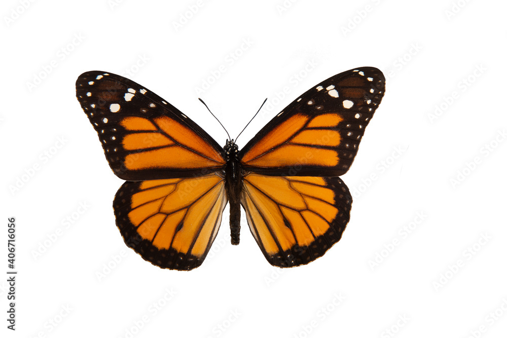 Obraz premium Orange monarch butterfly with spread wings isolated on a white background