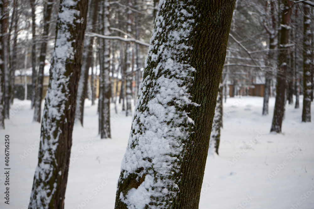 zimowe drzewa w parku  - obrazy, fototapety, plakaty 