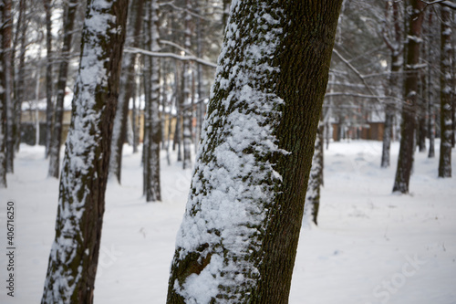zimowe drzewa w parku 