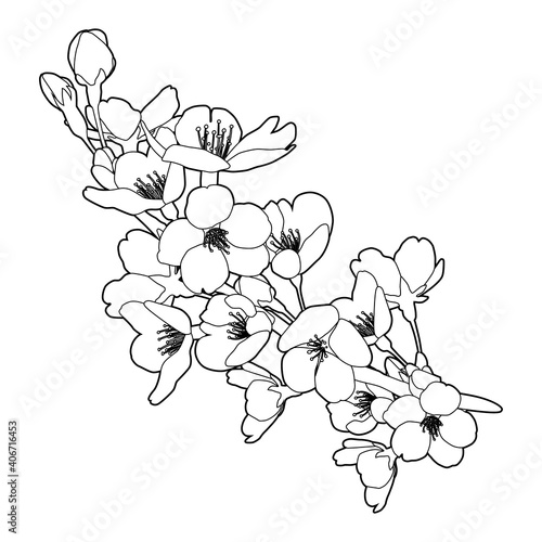 桜の花 線画イラスト 装飾、飾り（白黒、線画、白背景、花：白塗りなし）