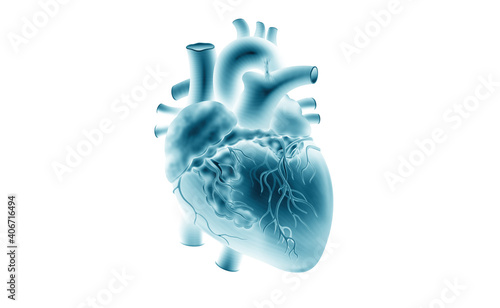 Obraz na plátně Human heart model