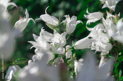 White bluebell flowers on a dark green foliage background. © Olga