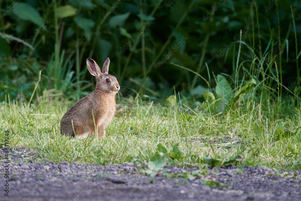 Fototapeta premium Wildkaninchen in urbaner Umgebung 