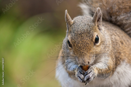 Closeup squirrel headshot.  Eating nuts.