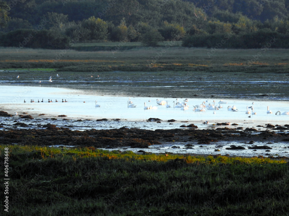 Dark colors of the areas after the run-off of water with birds