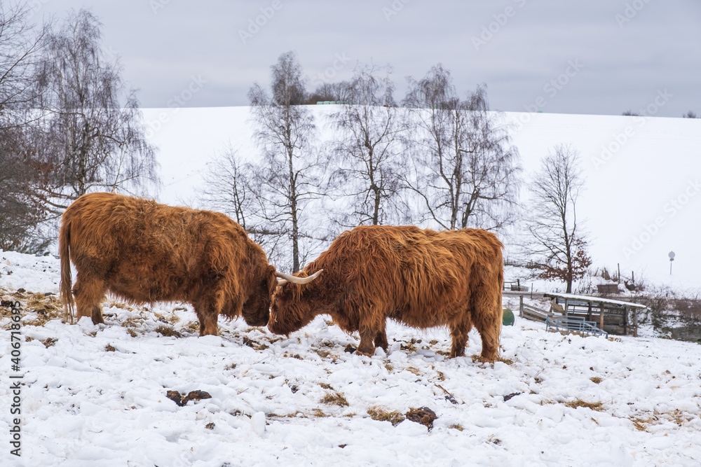 Two Scottish highland cattle on a pasture in the Taunus / Germany in winter Two Scottish highland cattle on a pasture in the Taunus / Germany in winter