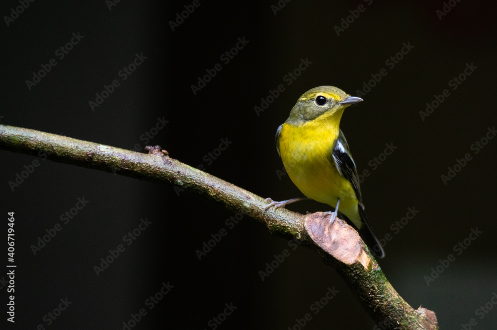 Obraz premium Green backed Flycatcher bird on twigs with dark background