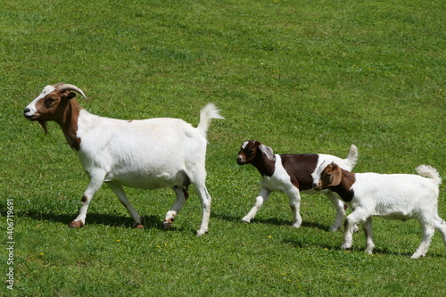 White brown goat family with mother and two kids on a lush meadow
