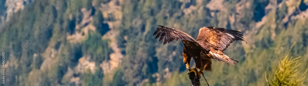 Fototapeta premium Beautiful eagle in flight at Umhausen, Oetztal, Tyrol, Austria