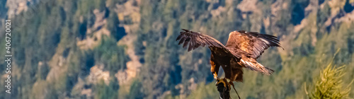 Beautiful eagle in flight at Umhausen, Oetztal, Tyrol, Austria