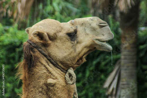The head of the camel has one hump with brown fur