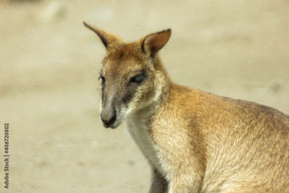 Walabi is one of the macropod species that is similar to the kangaroo