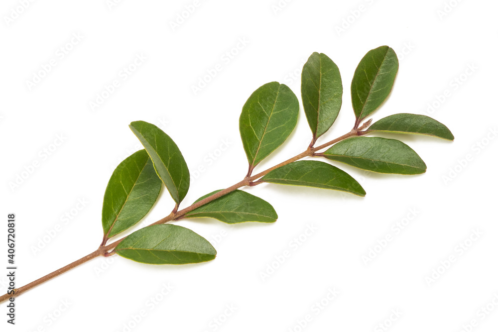 Privet ( Ligustrum vulgare ) Privet ( Ligustrum vulgare )