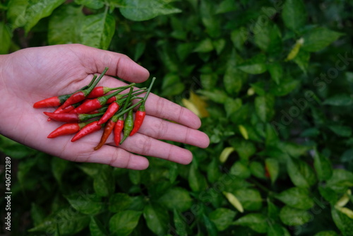 Harvesting red chili pepper in the garden.
