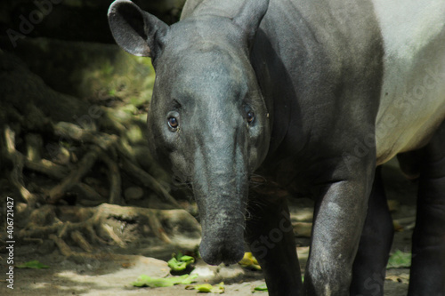 Asian tapirs or known as the Tapirus are herbivorous animals that eat leaves