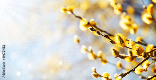 Tableau sur toile Easter or Spring background with flowering willow branches against blue sky in sunlight