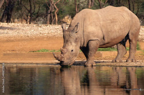 Portrait of a male bull white Rhino grazing in Etosha National park  Namibia. Wild african animals.