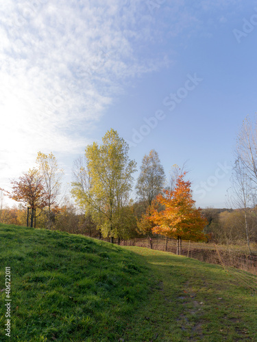 Trees in different autumn colors