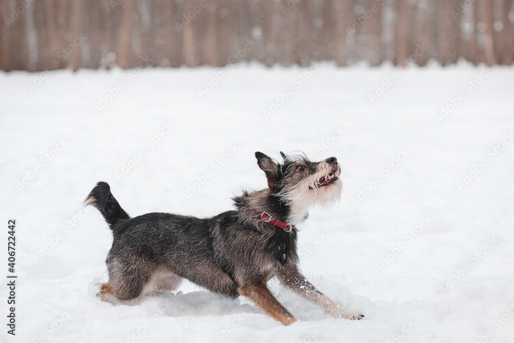 funny mixed breed dog playing in a snowy glade in the forest