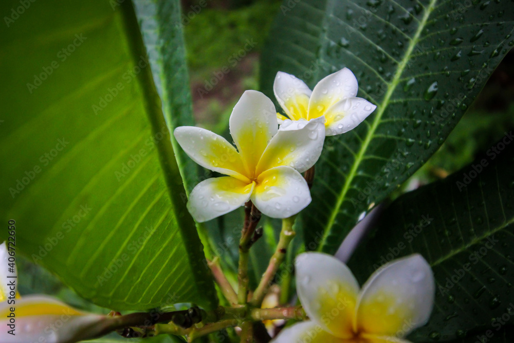 Obraz premium Photos of plumeria flowers in the garden