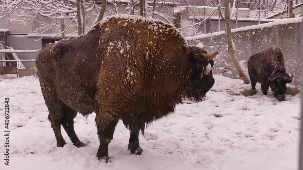 The European bison (Bison bonasus) is a large and strong bull, living in Europe, it easily tolerates cold winds and severe frosts. Bull - a symbol of 2021 The European bison (Bison bonasus) is a large and strong bull, living in Europe, it easily tolerates cold winds and severe frosts. Bull - a symbol of 2021