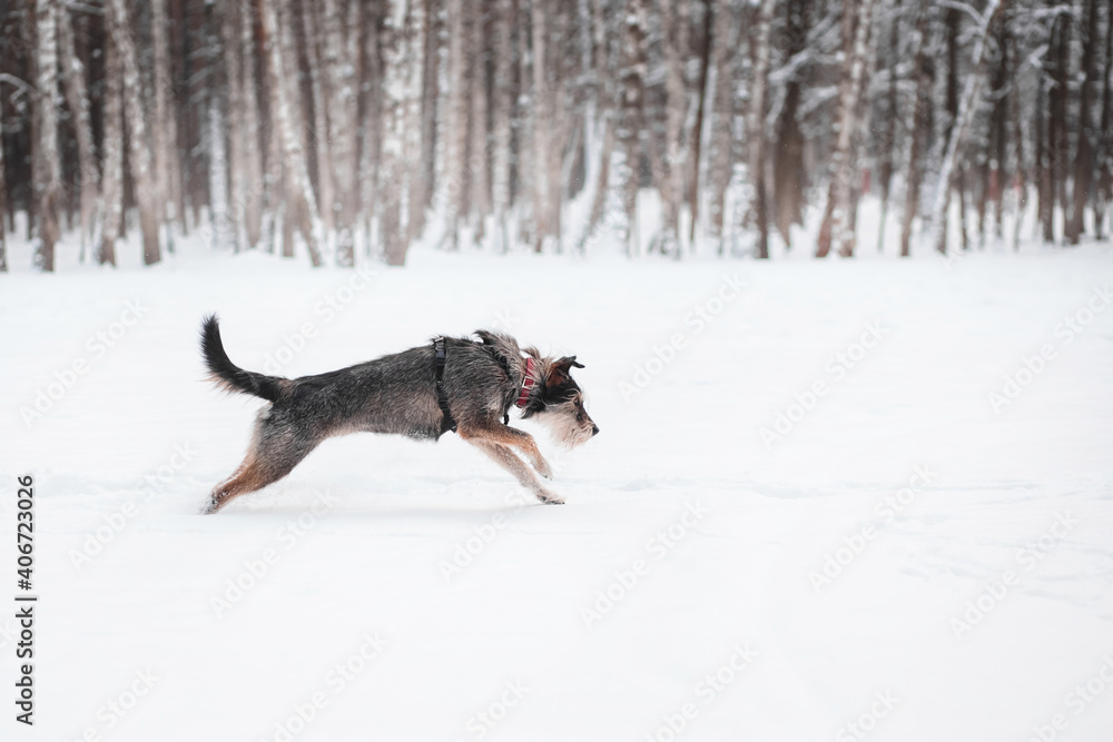 funny mix breed dog running in the snowy forest funny mix breed dog running in the snowy forest