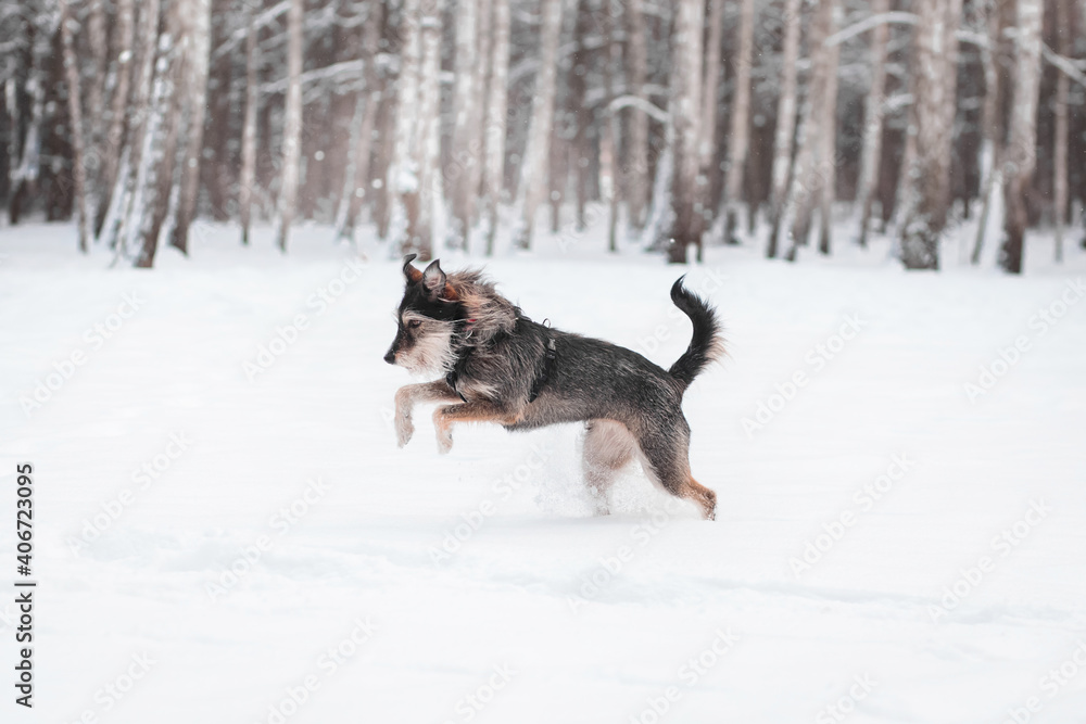funny mix breed dog running in the snowy forest funny mix breed dog running in the snowy forest