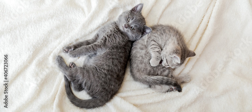 Couple fluffy kitten relax on white blanket. Little baby gray and tabby adorable cat in love. Kittens have rest. Animal pet cats lie on bed. Top view. Long web banner