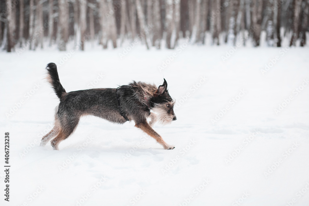funny mix breed dog running in the snowy forest funny mix breed dog running in the snowy forest