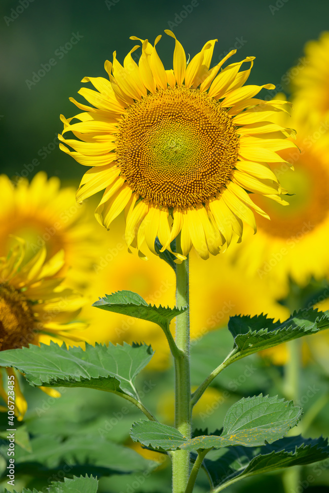 Fototapeta premium Beautiful sunflower in the field