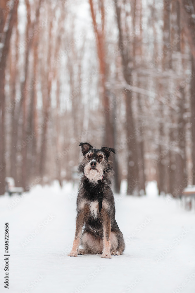funny bearded dog sits on an alley in a snowy forest funny bearded dog sits on an alley in a snowy forest