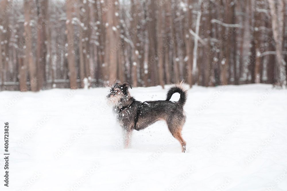 funny mixed breed dog playing in a snowy glade in the forest