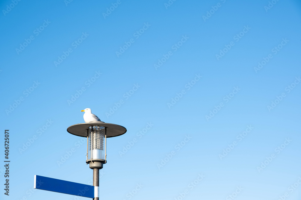 seagull sits on a lantern in a big city