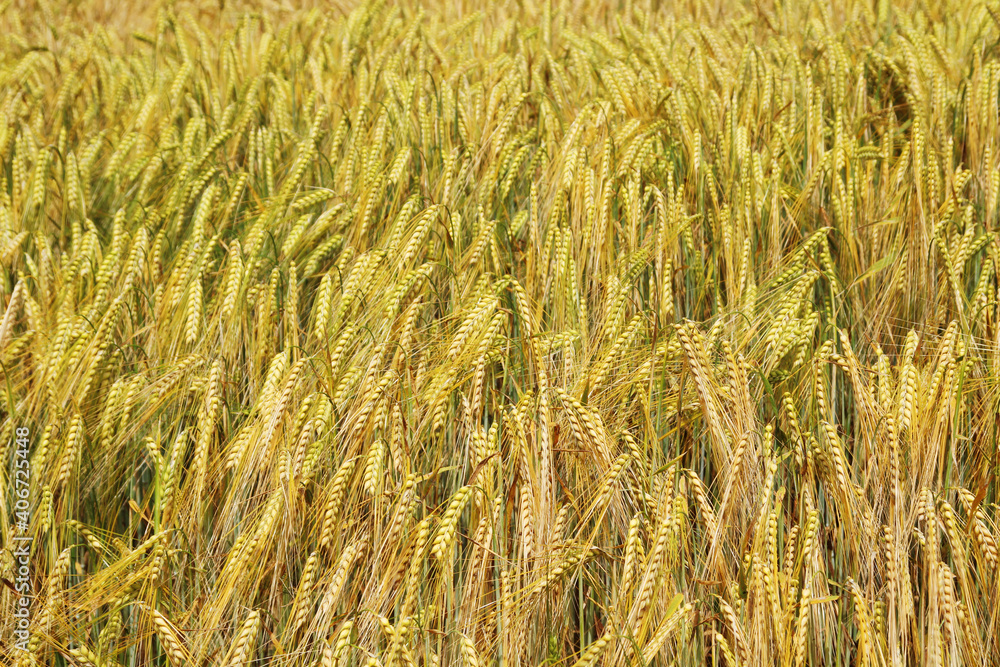 A field with ripe ears in Baden-Wuerttemberg, Germany A field with ripe ears in Baden-Wuerttemberg, Germany