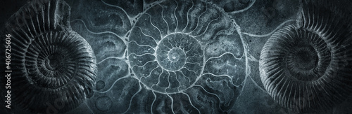 Valokuva Ammonite shell on an ancient background