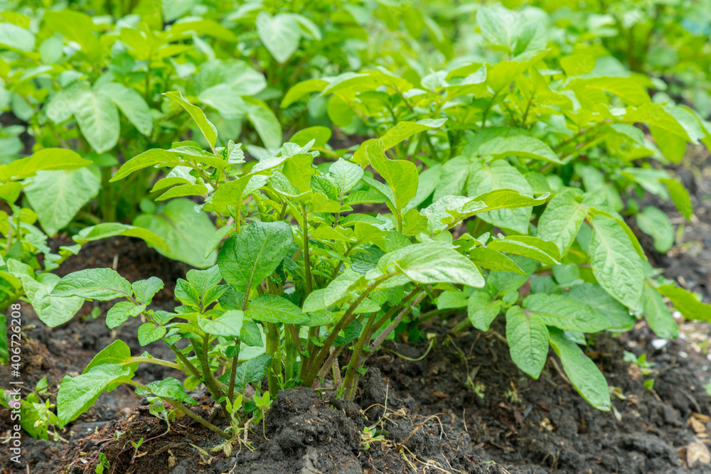 Field of green potato bushes. Rows on Potato field with green bushes. potato bushes in the garden. Automatic watering in a potato field Field of green potato bushes. Rows on Potato field with green bushes. potato bushes in the garden. Automatic watering in a potato field