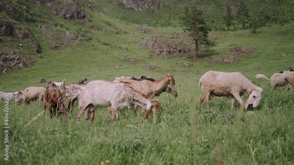 Pedigree goats with long hanging ears graze in meadows in the mountains in Altai Pedigree goats with long hanging ears graze in meadows in the mountains in Altai