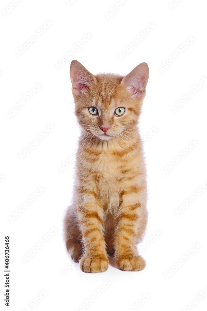 Cute little red kitten sitting and looking straight at camera. Isolated on white background.