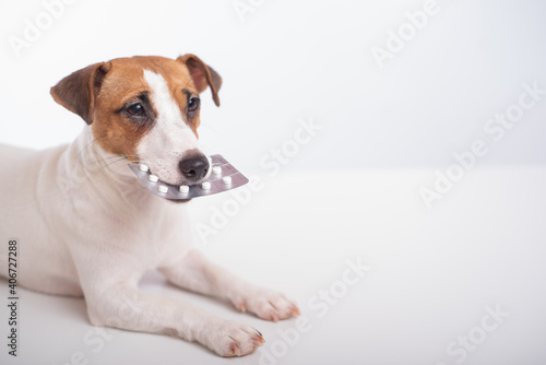 Little doggy Jack Russell Terrier with a blister of pills in his mouth on a white background. Veterinary treatment © Михаил Решетников