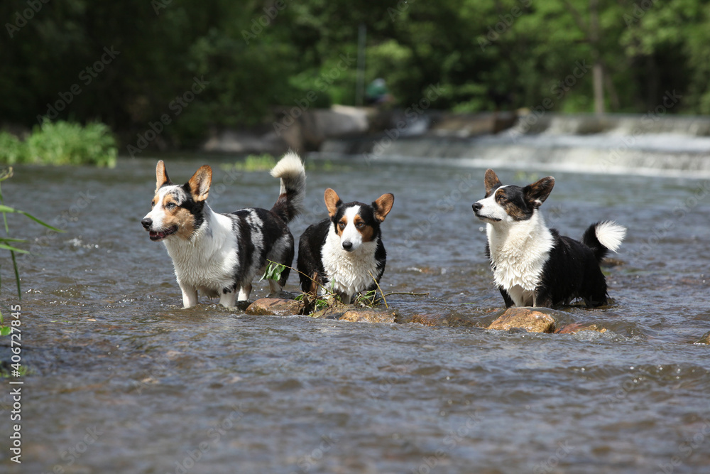 Three dogs in water, Welsh Corgi Cardigan Three dogs in water, Welsh Corgi Cardigan