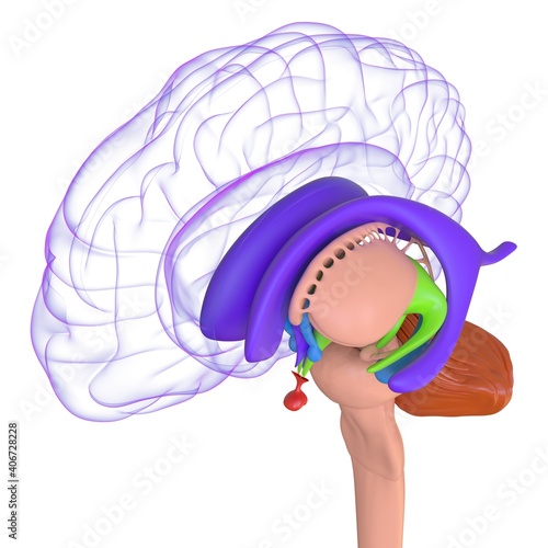 Bilde på lerret Human Brain Anatomy For Medical Concept 3D