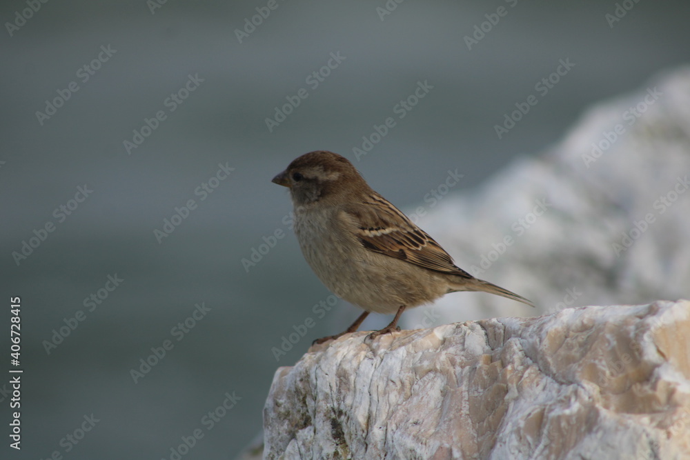 Spatz Spatz