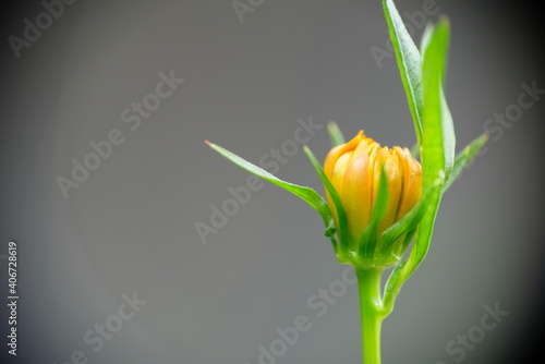 Close-up of Cosmos sulphureus flower in the garden. Orange cosmos flower. photo